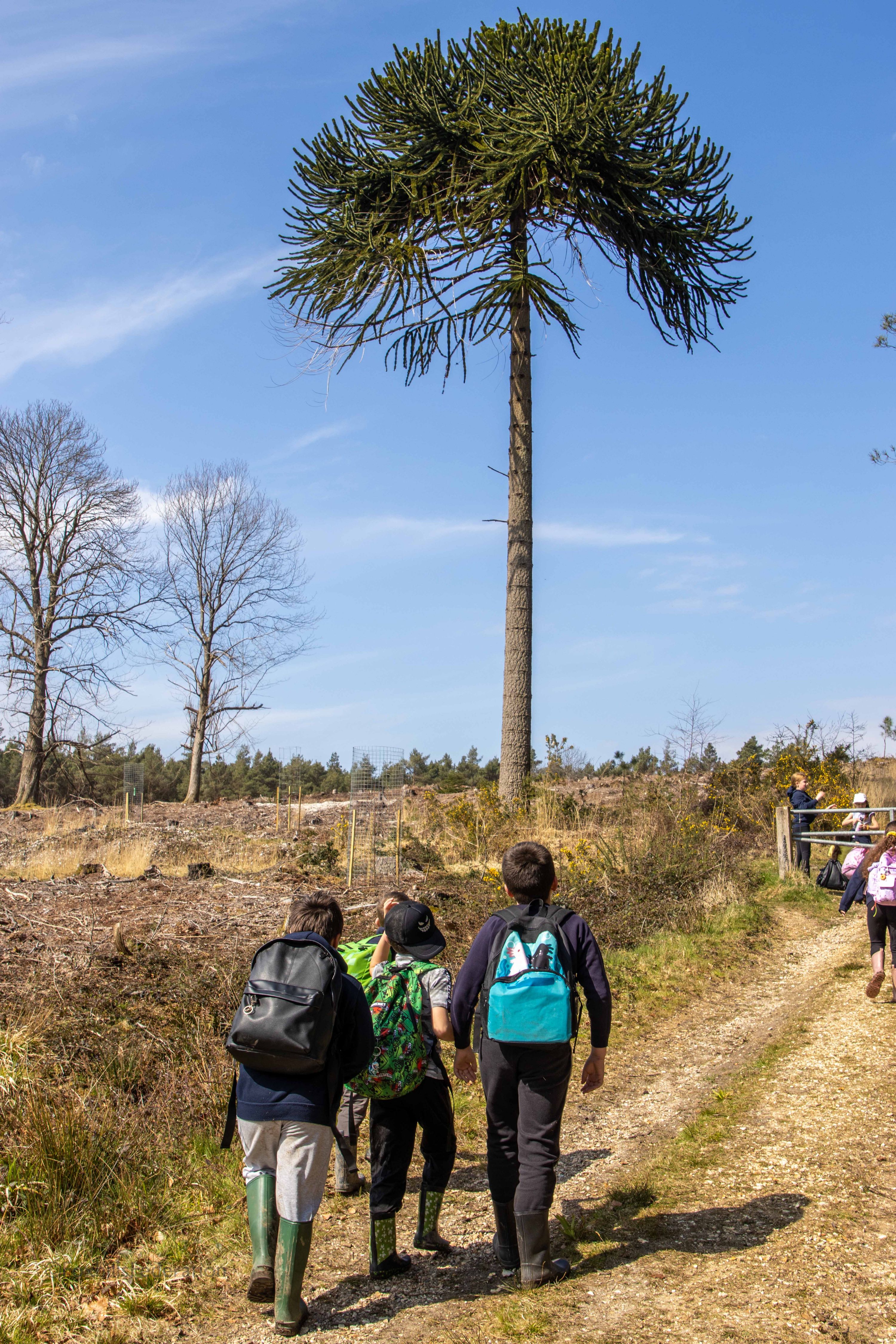 A group of children walk past a Spider Monkey Tree